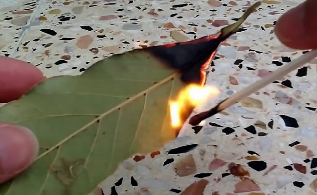 queimar folhas de